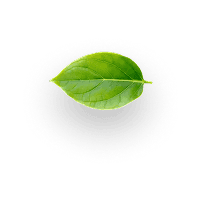 Floating Leaf